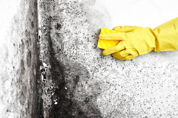 Certified Mold Removal in Fair Oaks, CA