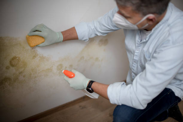 Best Same-Day Mold Removal  in Fair Oaks, CA